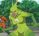 Iguana