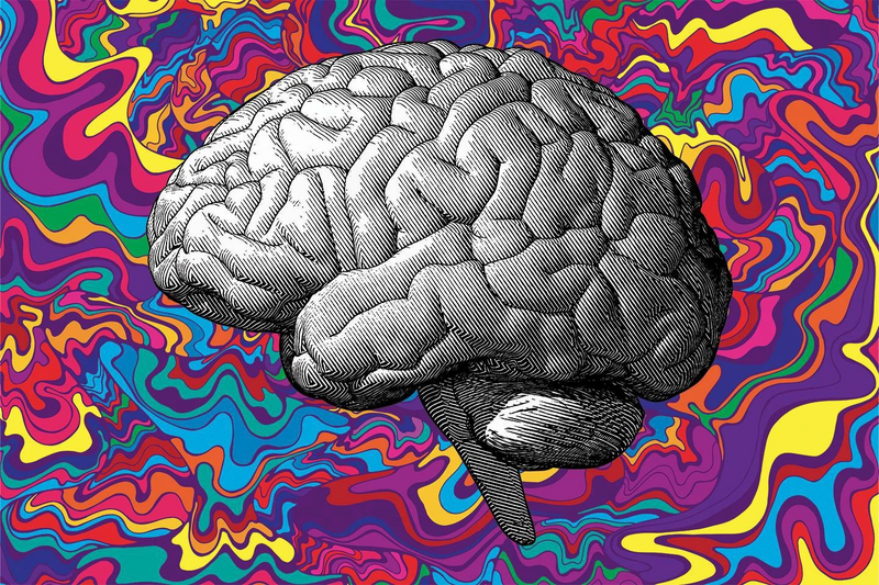 Archivo:Inteligencia Cerebro.jpeg