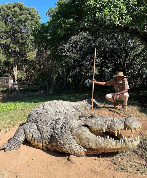 Archivo:Cocodrilo del Nilo .jpg