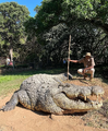 Cocodrilo del Nilo