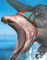 Ocean Flish