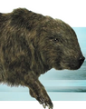 Shagrat
